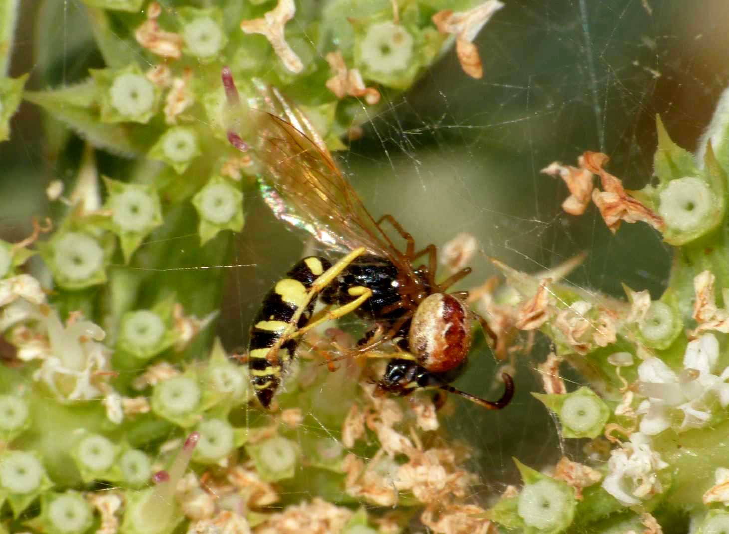 Kochiura aulica con preda